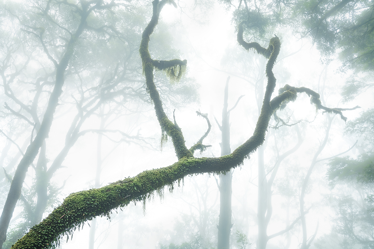 Northern Tablelands - New England National Park