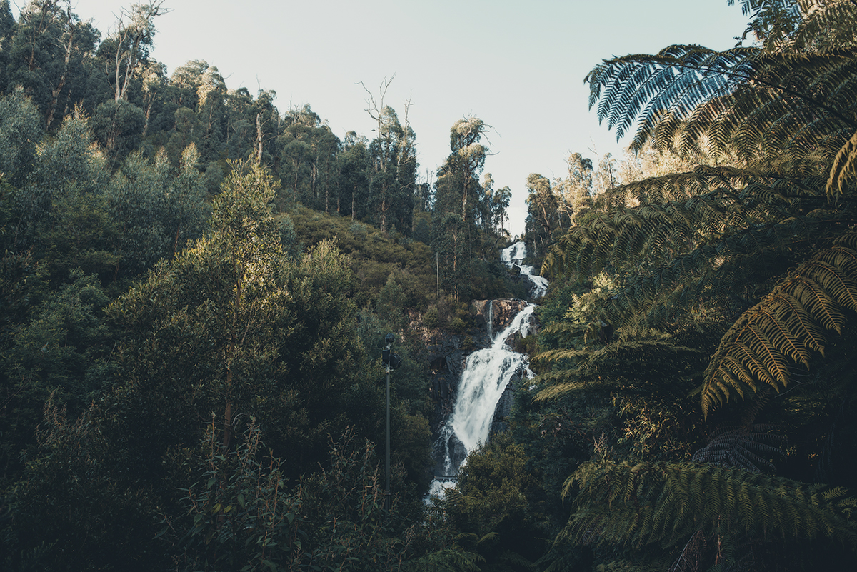 Yarra Ranges - Steavenson Falls