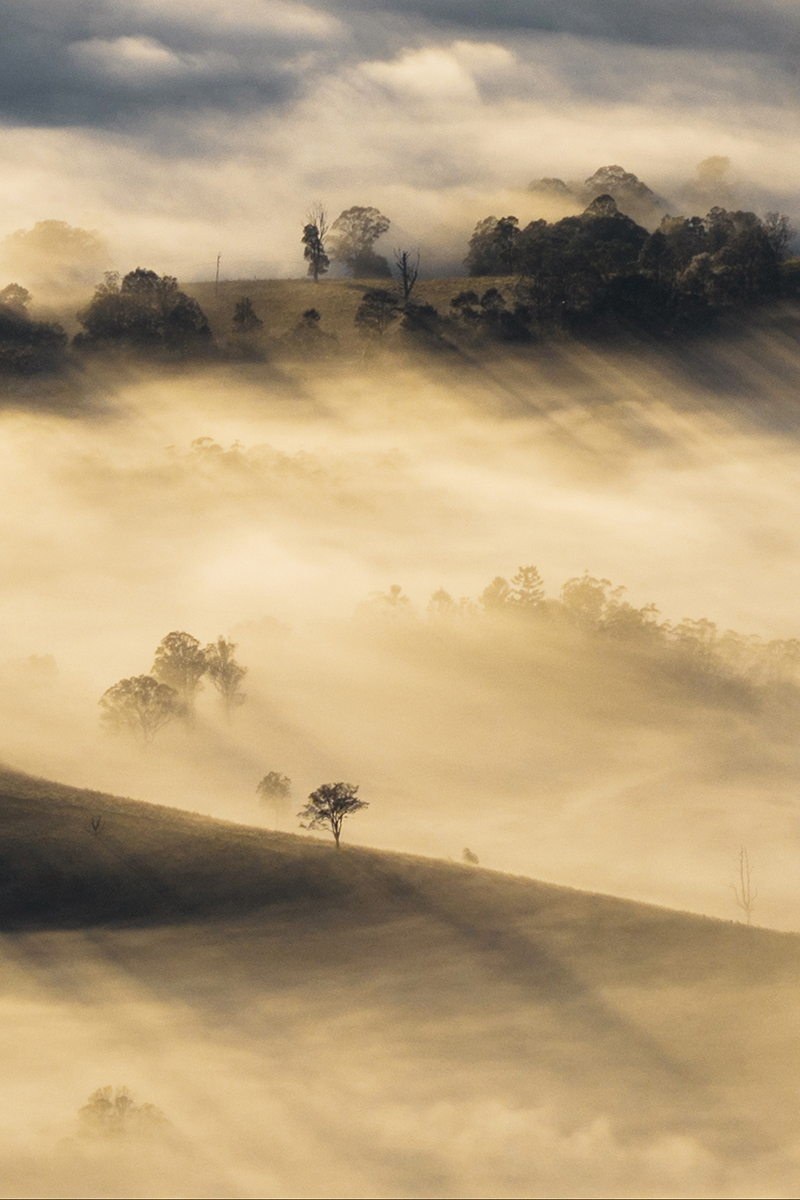 Border Ranges National Park - Sunrise Rays Portrait